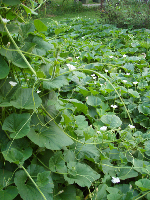 gourd_garden