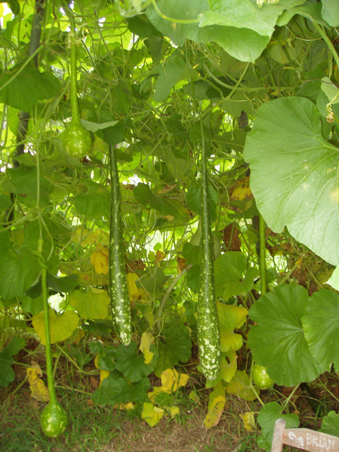 gourds_hanging