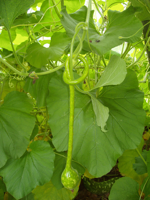 knotted_gourd_growing