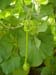 knotted_gourd_growing