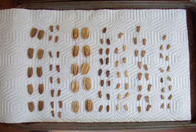 seeds in tray