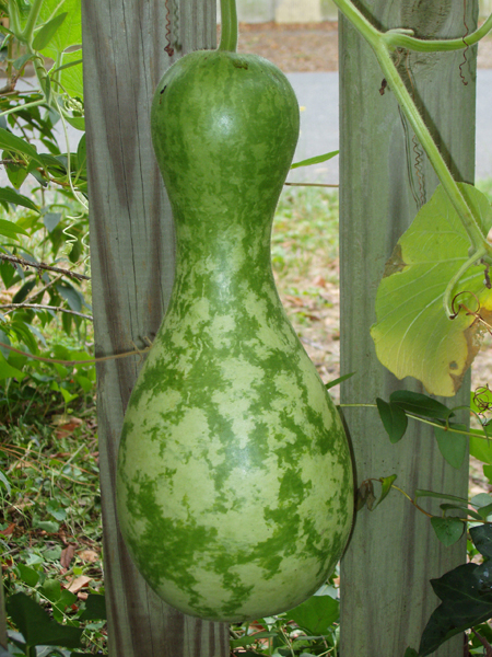 13 Chinese gourd