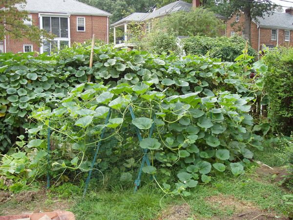 14 Gourds on fence
